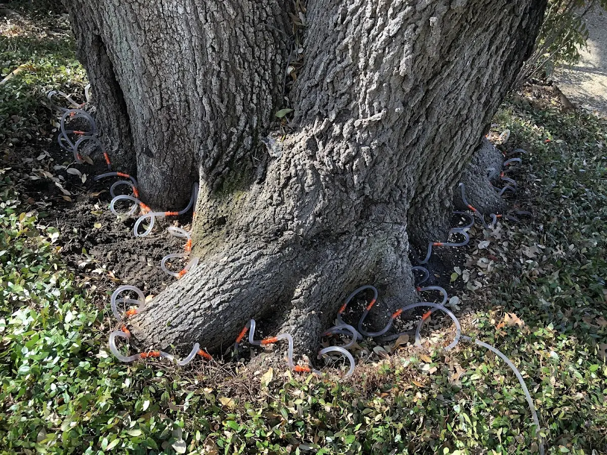 Detailed Tree Cabling and Bracing job site in South Cairo