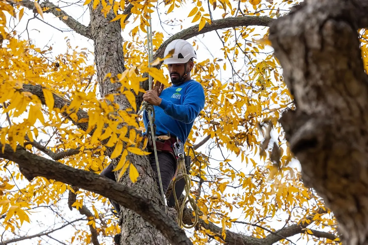 Skilled Tree Planing crew working in South Cairo