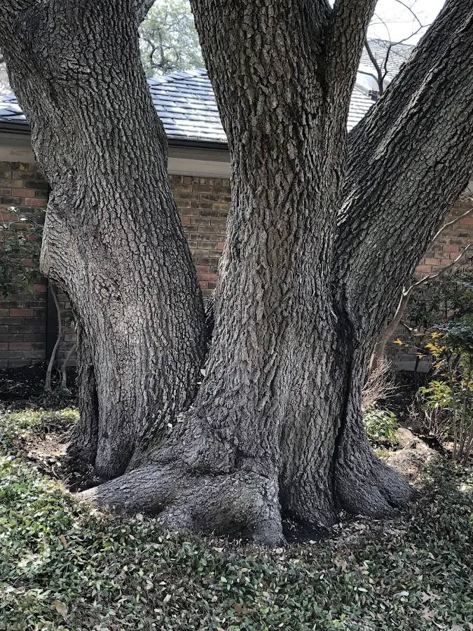 Mature heritage tree close to a South Cairo property cared for by certified arborists